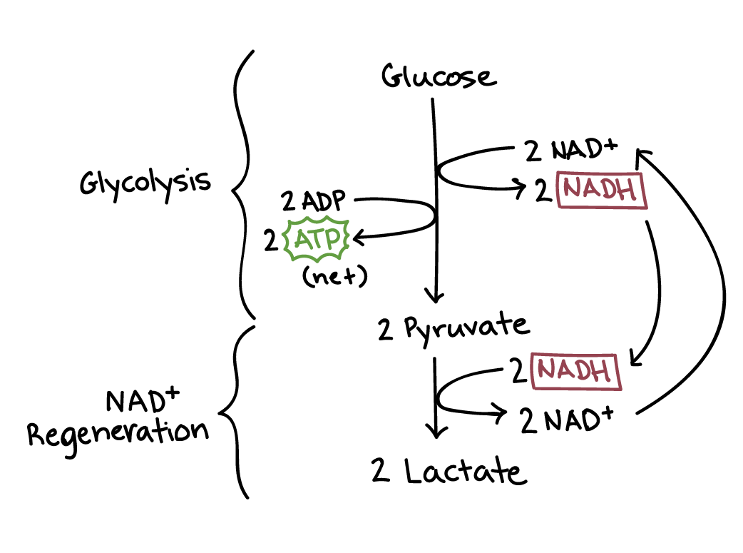 Khan Academy